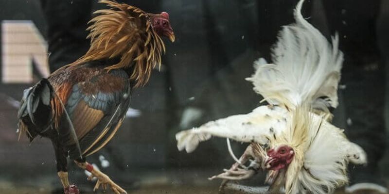 Đá gà Thomo là gì? Tìm hiểu sân chơi hấp dẫn cùng VN88