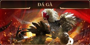 Luật đá gà trực tiếp tân thủ cần biết