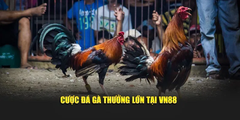 Cược đá gà thưởng lớn tại VN88